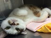 「シンバくん、大活躍！！」