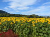 「【四国中央市 土居町野田】河村ひまわり園のコスモスとひまわりが満開！」