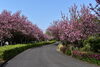 「桜開花状況」
