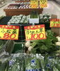 「本日特売日」
