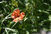 「咲き乱れる今こそ、花暦のクライマックス」