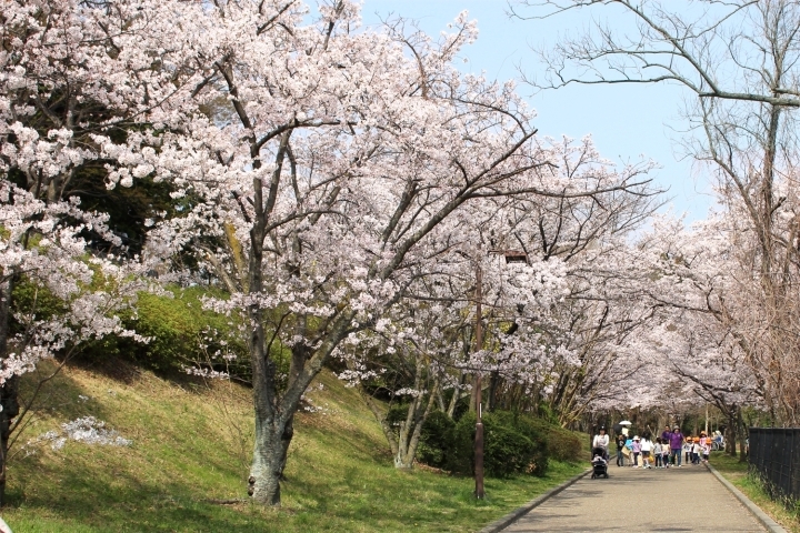 豊中市 桜開花状況 18年3月29日現在 とよなか桜特集 お花見スポット まいぷれ 豊中市 豊中市 桜開花状況 18年3月29日現在 とよなか桜特集 お花見スポット まいぷれ 豊中市