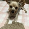 グレムリン