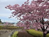 「魚魚の宿　3月14日　河津桜🌸」