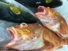 「魚魚市場鮮魚コーナーおすすめは「鯛」です♪」