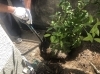 みかんの木の掘り取り作業〜!「宝塚市から川西市へ移植をしました!」