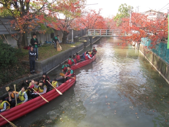 「寝屋川市淀川沿いの点野にて「茨田イチョウまつり」を開催します！秋の最後の思い出作りに是非お越しください！」