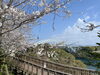 「魚魚の宿　西海橋の桜満開です🌸」