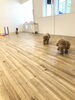 ハッピーちゃん、Ｇroくんと追いかけっこ「ましゅまろ幼稚園　^ - ^」