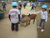 「成田ゆめ牧場に行ってきました！！！・・・・楽しい一日でした・・・・・」