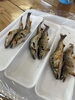 油のってて美味しかった。アユさんありがとう「食べる専門の私【まいぷれ・西京区・南区・編集部】」