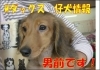 「３９８００円です！　Mダックス　仔犬情報」