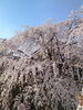上田城跡公園「杏の後は桜🌸」