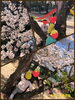 郡津神社の隣の公園へ行ったよ♡「卒園・進級おめでとう♡【交野市・小規模保育園】」