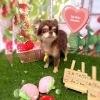 チワポメ　カット「🐶ミックス犬、トリミングのお友達🍓」