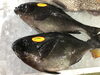 「魚魚市場鮮魚コーナーおすすめは「チカメキントキ・クロ」です♪」
