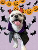 「Dog salon mofu mofu　余市町」