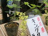「5月3日「憲法記念日」コロナ渦で迎えた連休『キングサリー（黄色の藤の花）』を買いました♪《柴又亀家おかみの独り言》【柴又名物草だんごが人気☆柴又帝釈天から一番近いお団子屋】」