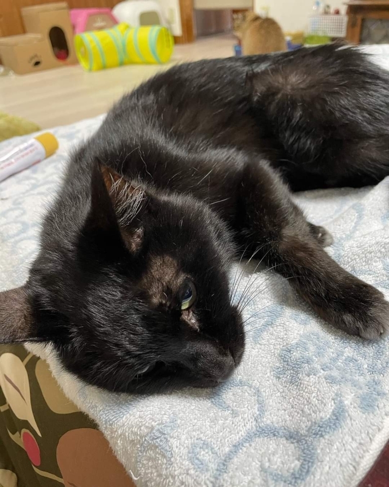 猫の クロちゃん を探してください 松山市祝谷 ベテル病院付近 ペット情報まとめ 松山 伊予 東温 松前 砥部 まいぷれ 松山 伊予 東温 松前 砥部 猫の クロちゃん を探してください 松山市祝谷 ベテル病院付近 ペット情報まとめ 松山 伊予 東温 松前 砥部 まいぷれ 松山 伊予 東温 松前 砥部