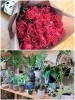バラ花束と観葉植物「KOBEフラワーグリーン 」