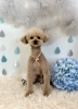 空太くん「わんこと梅雨☔️」