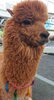 もこもこアルパカ🦙「秋の八ヶ岳・ビーナスラインおすすめツーリングコース＜第ち３弾＞【富士見町☆バイク預かり・レンタル専門店】」