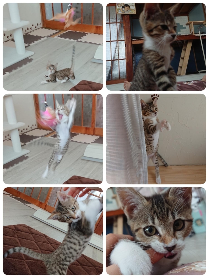かわいい猫のすずちゃんです 今治わんにゃん里親プロジェクト まいぷれ 今治市 かわいい猫のすずちゃんです 今治わんにゃん里親プロジェクト まいぷれ 今治市