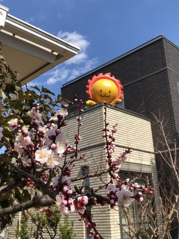 梅の花咲きました「梅が咲きました！！【木更津市民会館の隣りにある総合住宅展示場】」