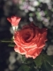 草木も動物も 愛されて育った命は 波動が半端ない「薔薇の花と猫ちゃん達」