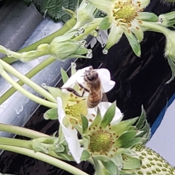 ミツバチの体についた花粉が雌しべの先につき、受粉が行われます「きゅうとく蜂育苑」