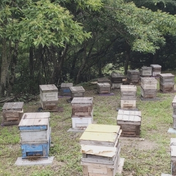 自然に囲まれた蜂場で、愛情を込めて育てています「きゅうとく蜂育苑」