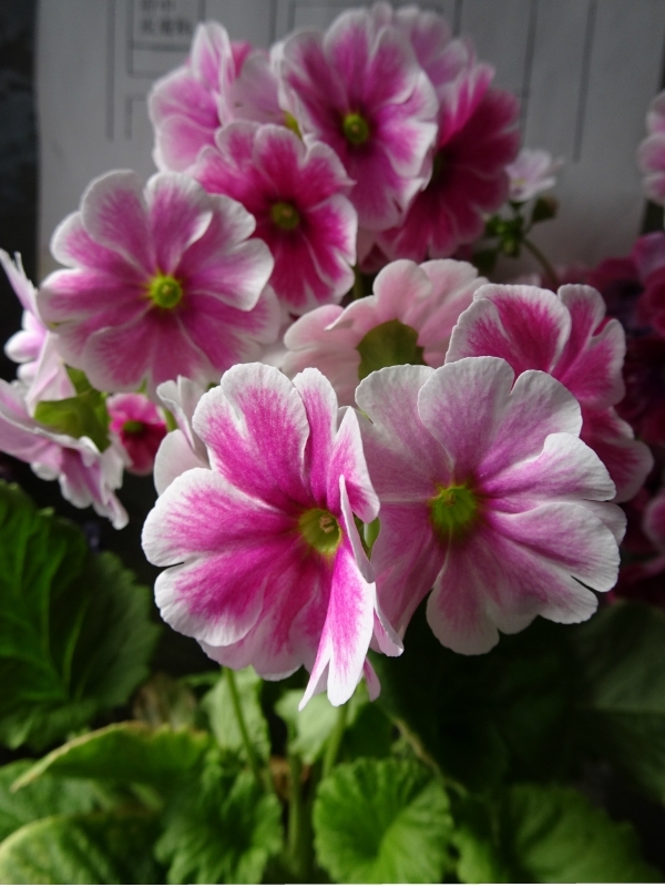 オプコニカは綺麗な花ですが 季節を感じる まいぷれ 府中市 オプコニカは綺麗な花ですが 季節を感じる まいぷれ 府中市