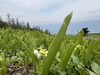 「ドイツすずらんついに開花！」