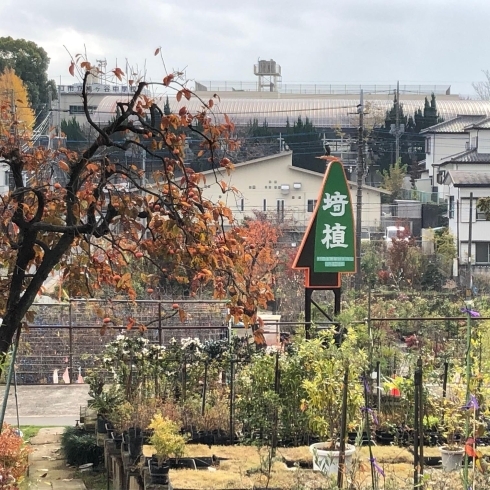 「株式会社埼玉植物園【まいぷれ掲載店のご紹介】」