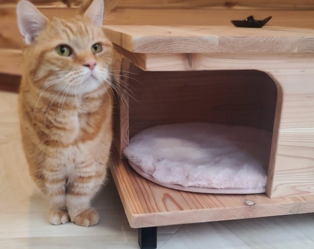 「職人気質の猫の家」選りすぐりの職人が創る、世界でひとつのオーダーメイド猫家具