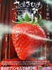 赤くて甘いプリンセス🍓「酸味が控えめで、ジューシーな食感のさぬきひめ🍓　本日はゴールドパインがお買い得です🍍　 枚方ビオルネ地下1階　新鮮果実 日野屋」