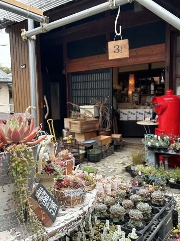 「リトルガーデン和歌山」和歌山市の古民家で出会う「多肉植物と雑貨」と「豊かな時間」