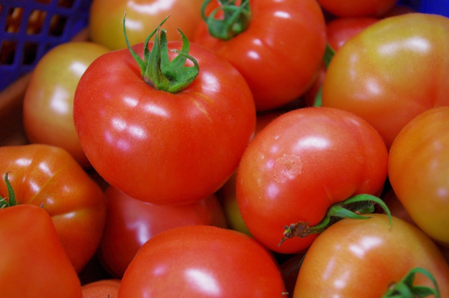 伊藤農園 いとうさんちのトマト いろいろトマト ふるさと納税で日本を元気に 鉾田市 まいぷれ 鉾田市 伊藤農園 いとうさんちのトマト いろいろトマト ふるさと納税で日本を元気に 鉾田市 まいぷれ 鉾田市