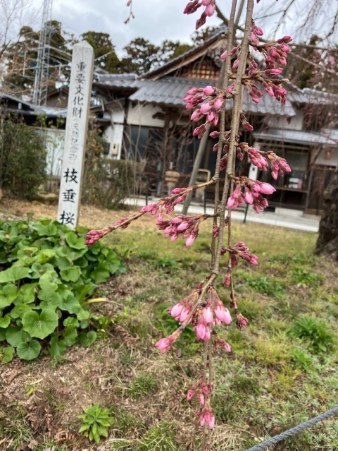 千手院