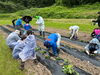 「関川村で砂金米の田植え🌾」