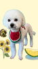 「Dog salon mofu mofu　余市町」