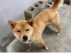 「保護犬情報について」