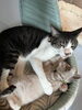 桃太郎「猫部屋のボス！　桃太郎」