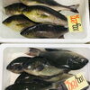 「魚魚市場鮮魚コーナーおすすめは「シビマグロ・アマダイ」です♪」