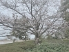 草津市　お花見「草津市　桜」