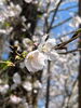 つくばの桜は凛としてる！？「桜を愛でながら気がついた　桜の花はカシス色！？」