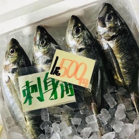 「魚魚市場鮮魚コーナーおすすめは「レンコ鯛・アジ」です♪」