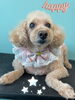 「お友達♡ Dog salon mofu mofu 余市町」