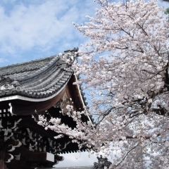佛光寺の桜