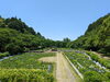 「【新居浜市 船木】池田池公園の菖蒲園へ行きました！」